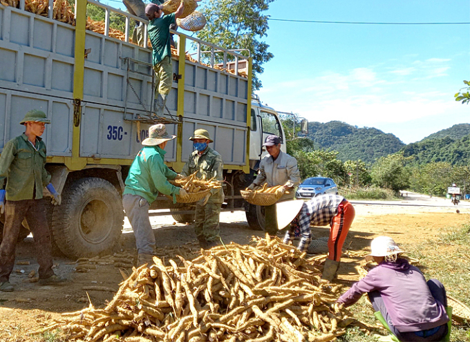 Thu hoạch sắn ở xã Kỳ Phú, huyện Nho Quan. Ảnh: báo Ninh Bình